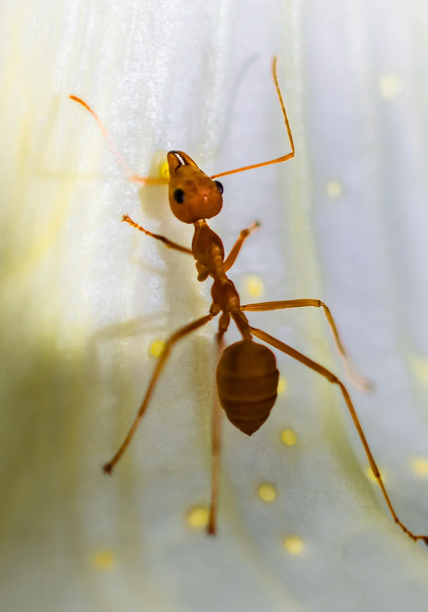 ant control