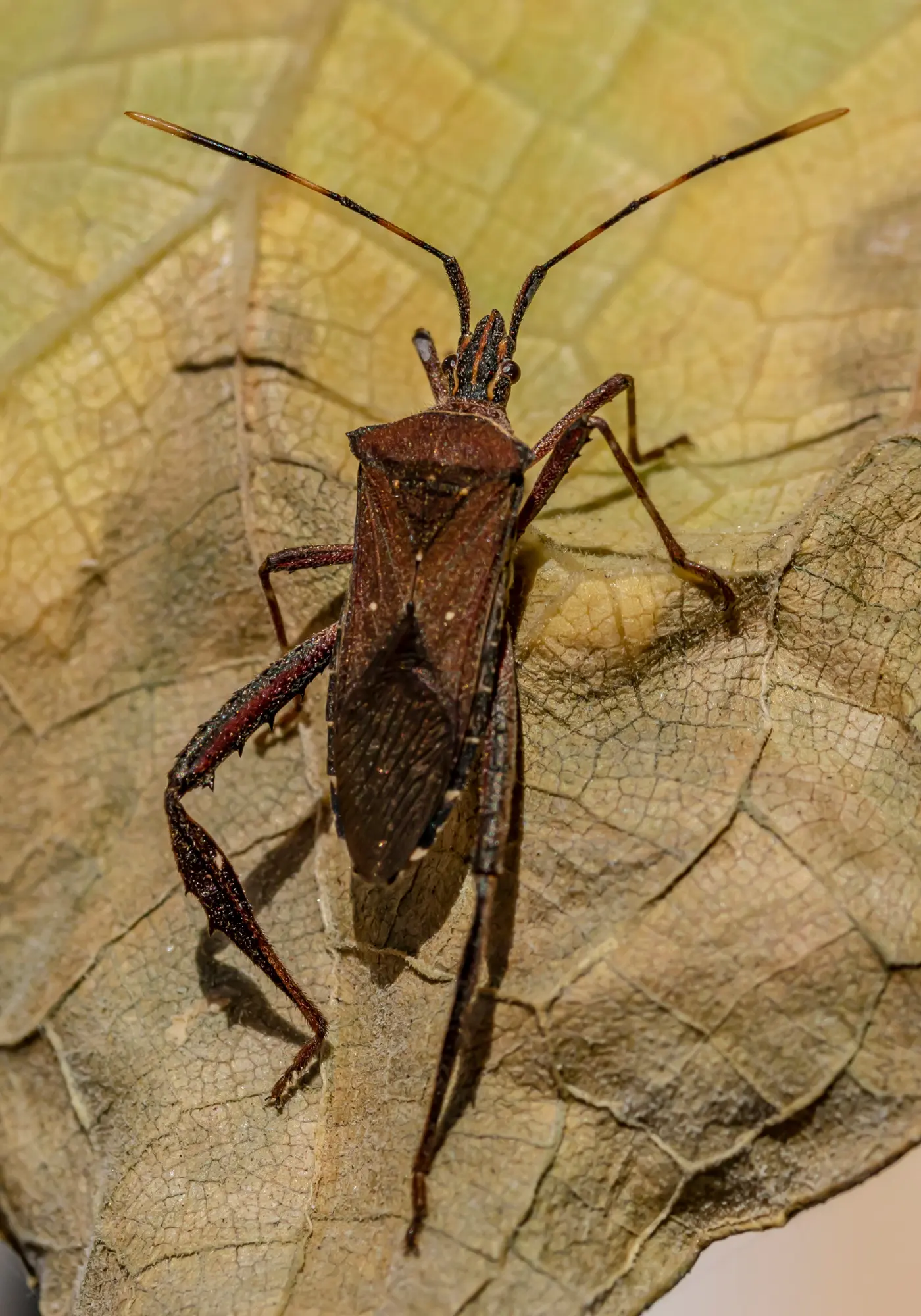 bedbug control