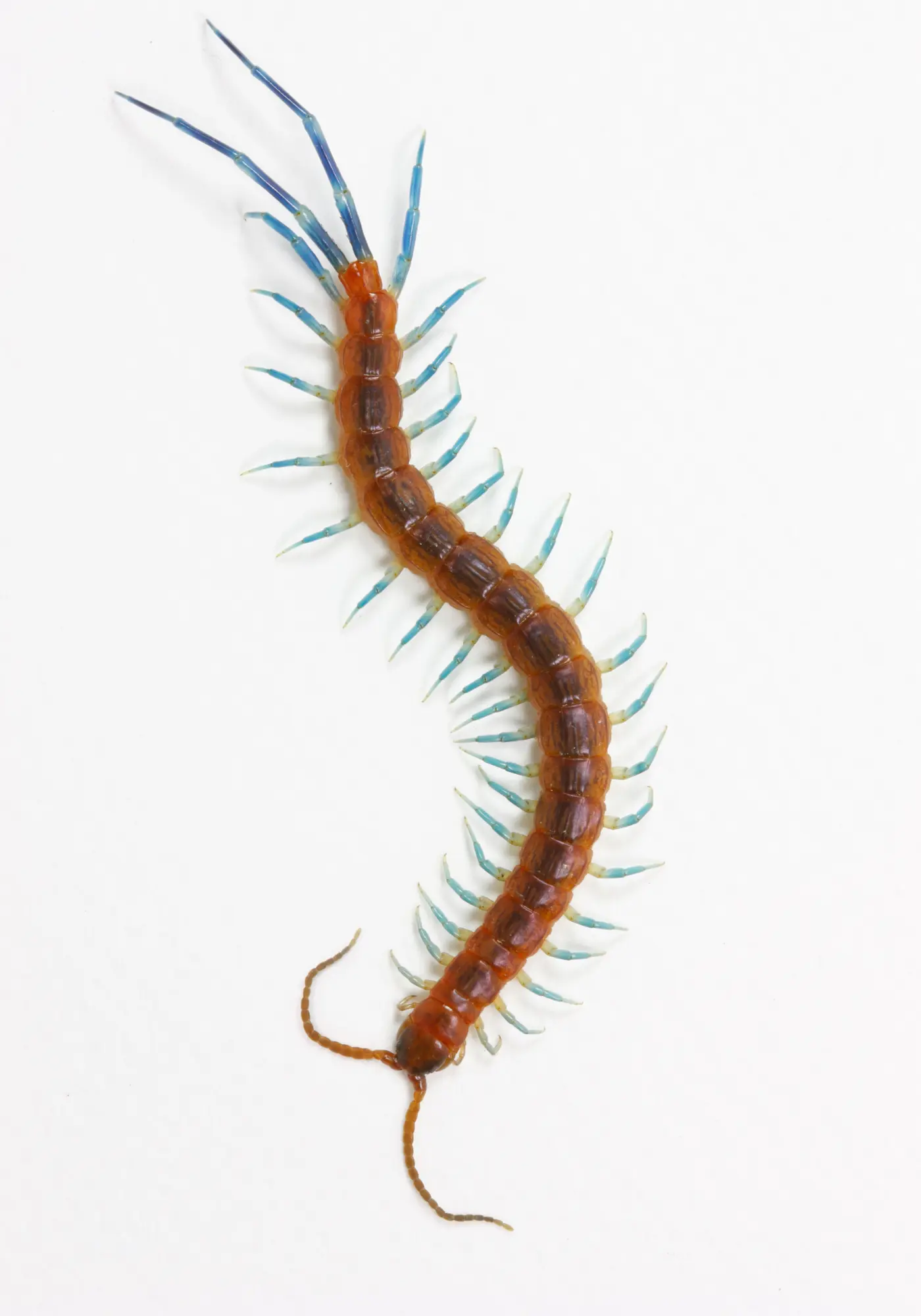 centipede control