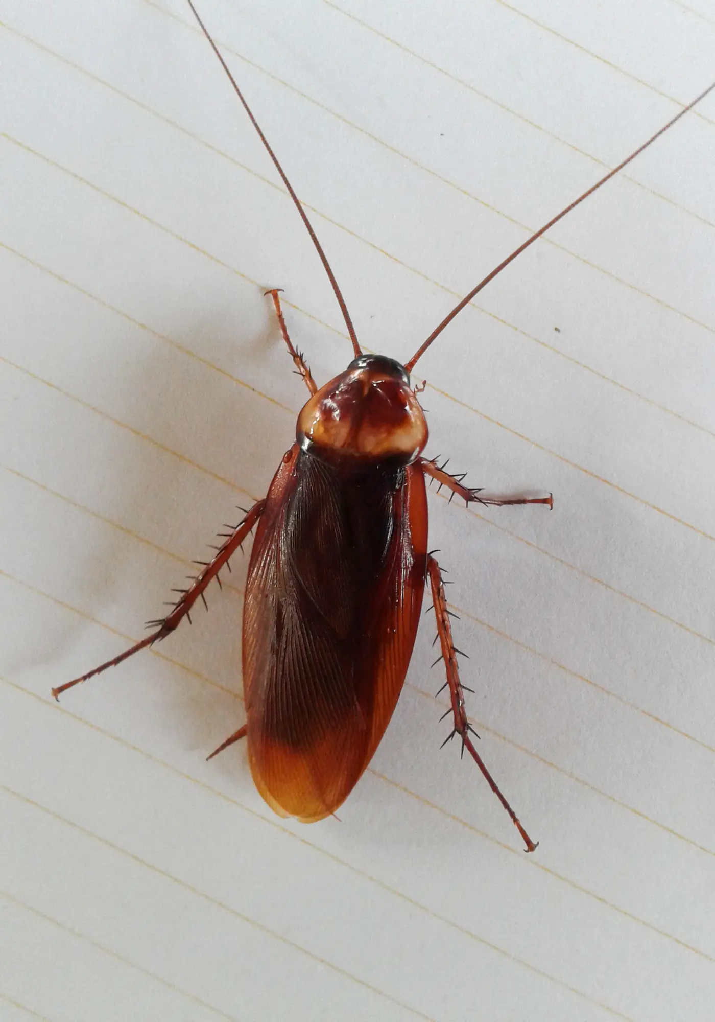 cockroach control