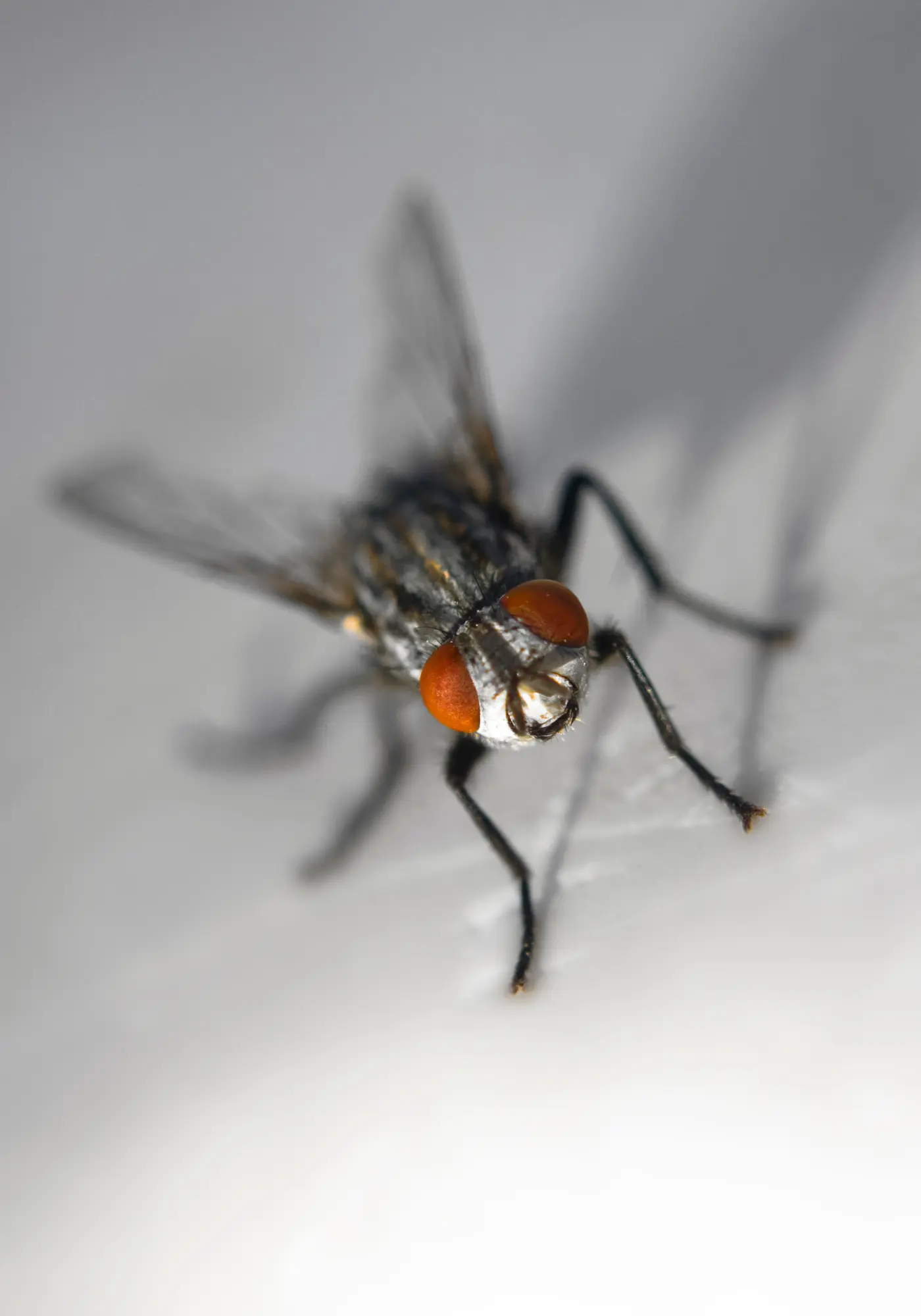 houseflies control