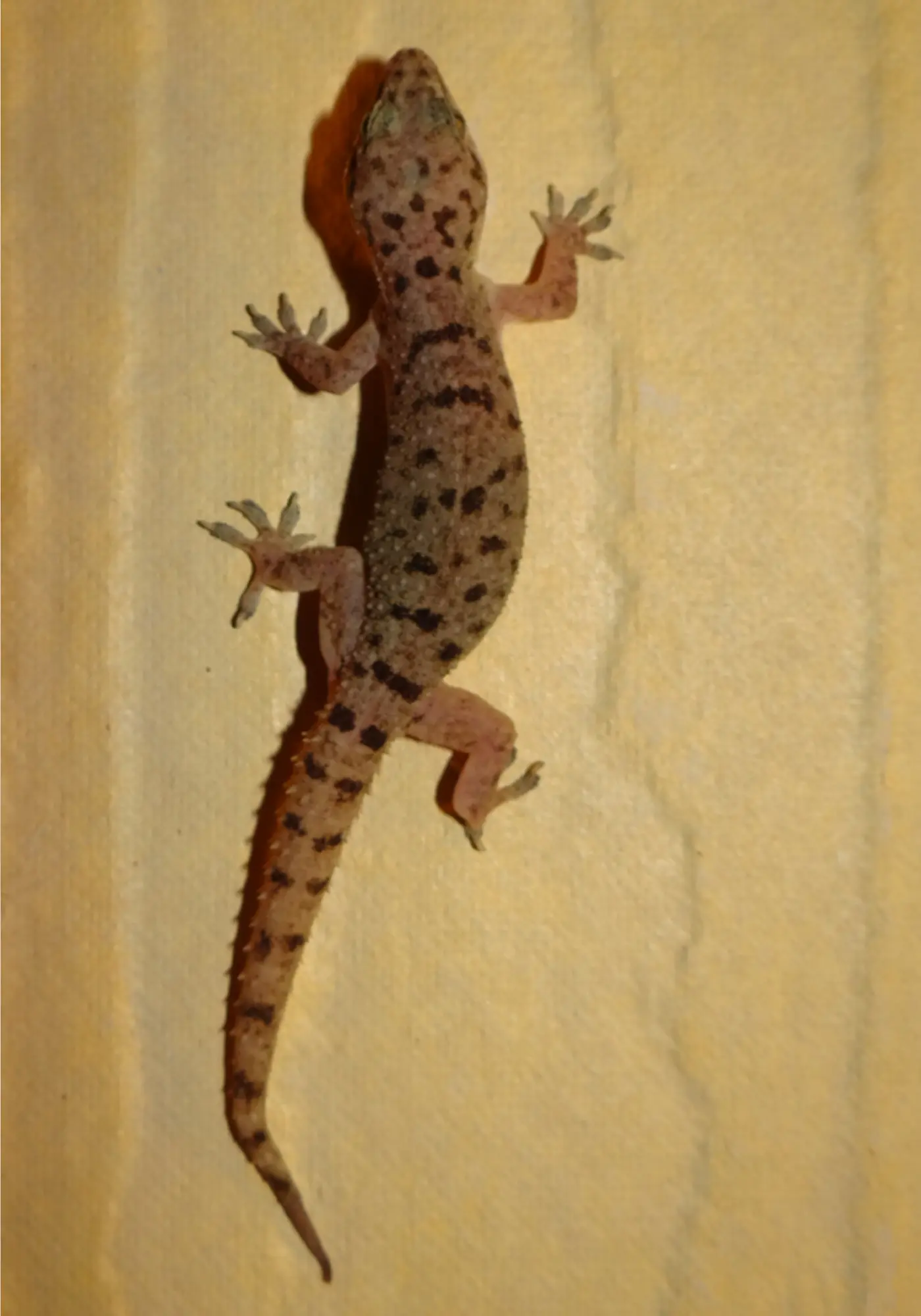 lizard control
