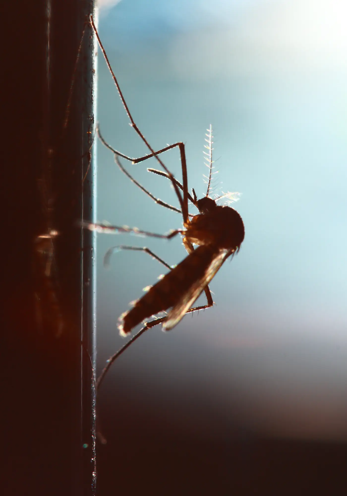 mosquito control