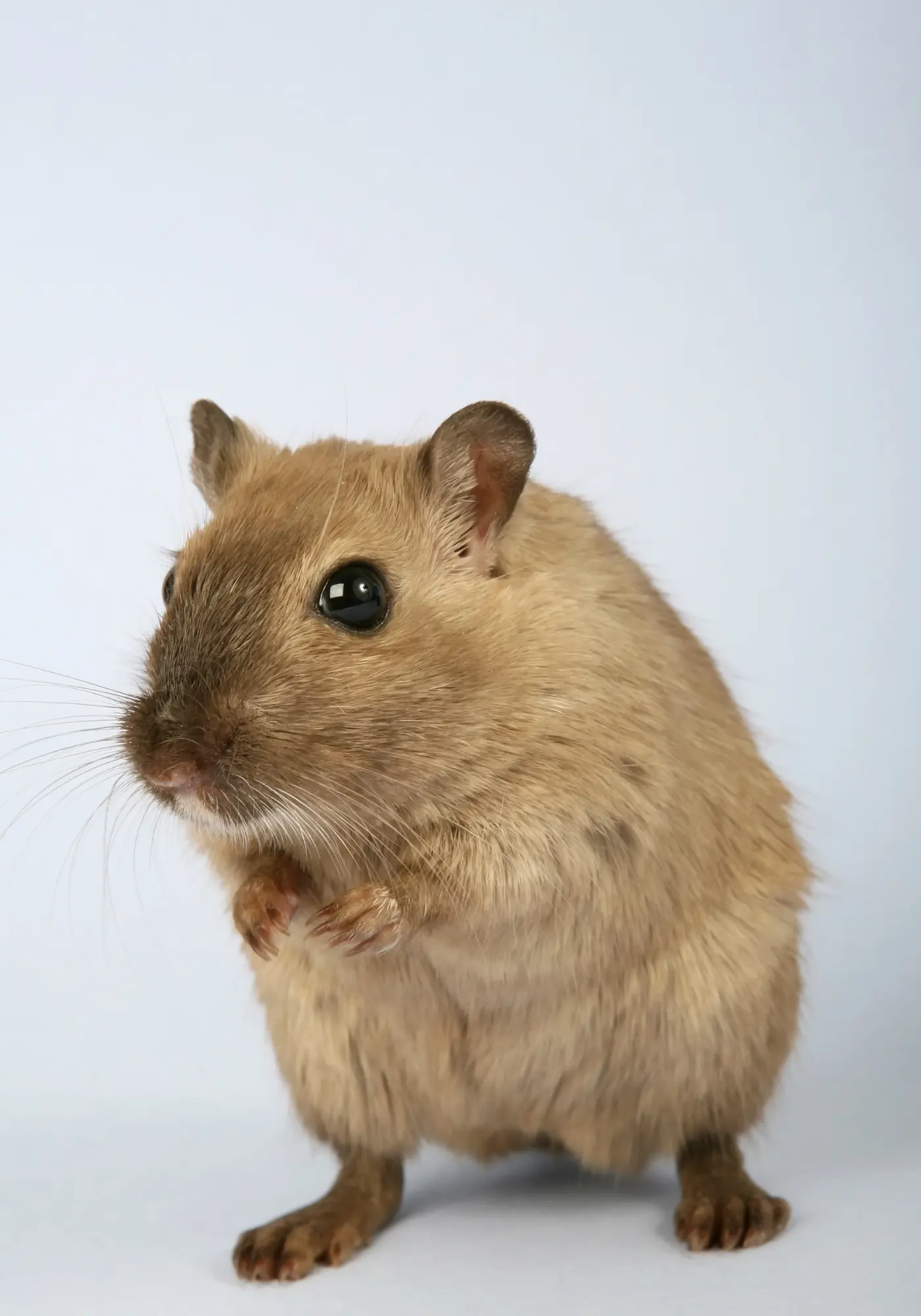 rodent and rat control