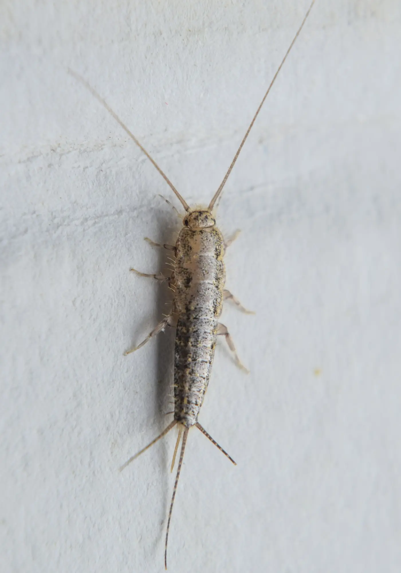 silverfish control