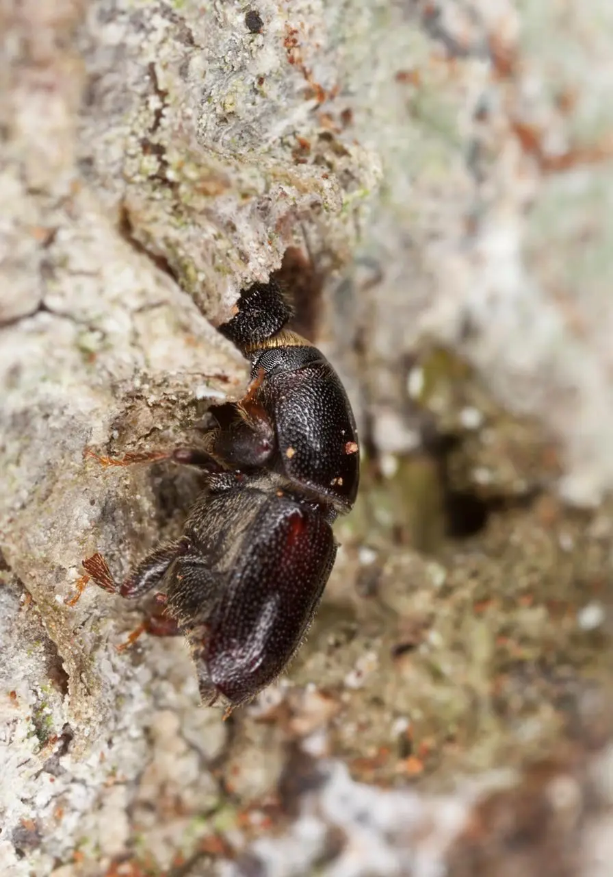 woodborer control